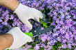 Man's hands in gloves cutting weeds in purple flowers.