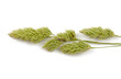 Grass