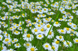 Gänseblümchen
