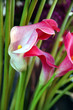Pink Calla Lillies