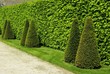 kegelförmige Bäume vor Hecke