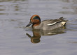 Eurasian Teal