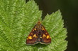 Purpurzünsler - Pyrausta aurata