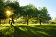 Sun Shining through Trees Sun Shining through Trees