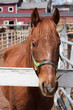 Brown Horse