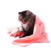 Cat licking its fur and lying on bath towel Cat licking its fur and lying on bath towel