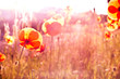 Poppy Fields