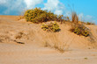 dune on a wetland