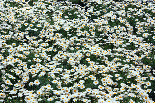 Photo: Campo di margherite Campo di margherite