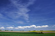 Rapsfeld am Horizont Rapsfeld am Horizont