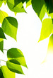 Green leaves with sun ray Green leaves with sun ray