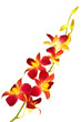 Red orchid