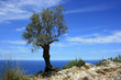 olive tree 2010