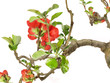 Quittenblüte