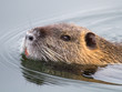 Ragondin (myocastor coypus)