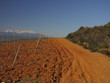 Pieds de Vignes et Neiges sur le Canigou ; Pyrénées Orientales