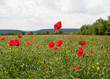 Red poppies