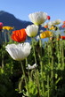 Mohn - Papaver