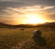 Rolls Of Hay At The Sunset Rolls Of Hay At The Sunset
