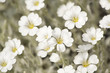 blumenmeer2