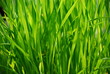 Grass closeup