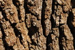 Oak bark closeup