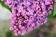 Purple lilac flowers blooming in a garden Purple lilac flowers blooming in a garden