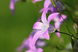 Glockenblume