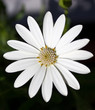 flor branca