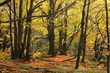 Autumn beeches