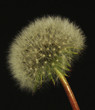 Pusteblume8