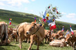 Transhumance sur l'Aubrac