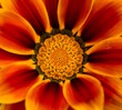 flor tigre - centro