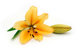 Lily