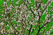 arbre en fleurs