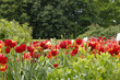 Tulpen Meer