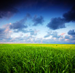 Summer landscape. Green grass and blue sky Summer landscape. Green grass and blue sky