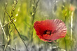 couleurs coquelicots et champs de blé