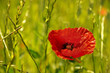 coquelicot et graminées