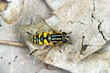 flower fly