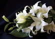 canvas print picture Easter Lily