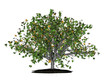 Oak