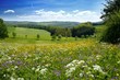 Blumenwiese