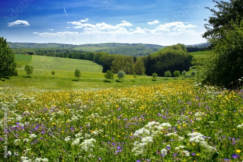 Foto: Blumenwiese Blumenwiese