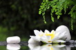 Seerose