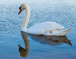 White swan with reflections on a clear blue lake