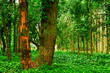 beautiful dense forest with flowers