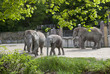 Elephants