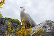 White peacock