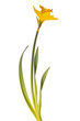 yellow daffodil isolated yellow daffodil isolated